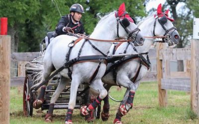 Izvrstan plasman vozača dvoprega Državne ergele Đakovo u Sloveniji