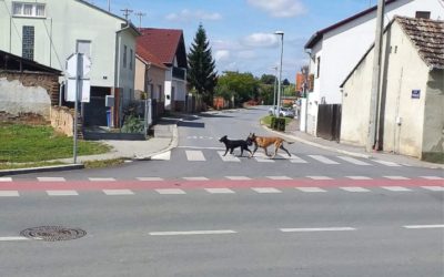 Priopćenje za javnost – problematika pasa na gradskim ulicama