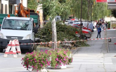 Umjesto breza u Tomislavovoj uskoro novo drveće