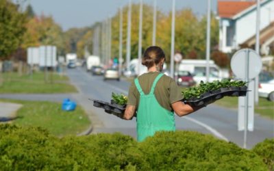 Maćuhice kao ukras gradskih zelenih površina zimi