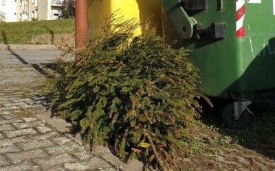 Odvoz isluženih božićnih drvaca  9. i 10. siječnja