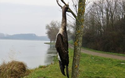 Veliki vranac obješen za drvo u Đakovu