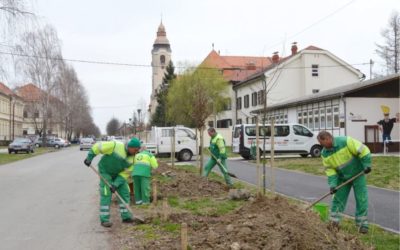 Uklanjanje breza na području grada Đakova