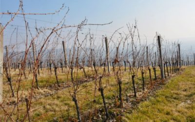 Blagoslovljeni nadbiskupijski vinogradi i mlado vino u Trnavi