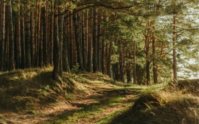 Objavljen novi natječaj za ulaganja u šumsku infrastrukturu vrijedan 60 milijuna kuna