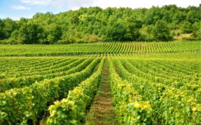 Odobreni destilateri za sudjelovanje u mjeri Destilacija vina u kriznim slučajevima