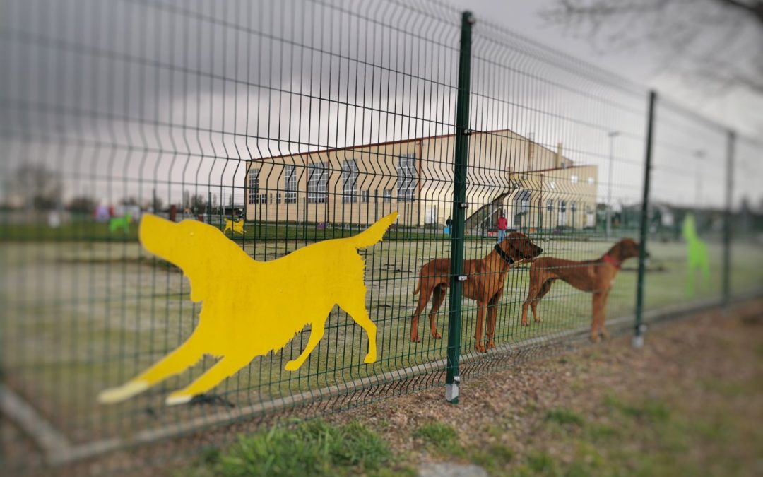 Park za pse, Foto: Osijek IN