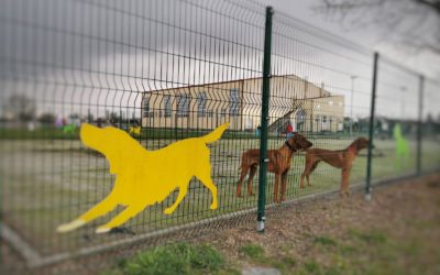 [ANKETA] Treba li u Đakovu napraviti park za pse?