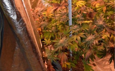 Policija pronašla improvizirani laboratorij za proizvodnju marihuane