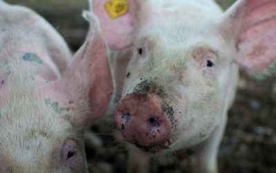 Ovaj tjedan isplate potpora za proizvođače svinja za ublažavanje afričke svinjske kuge