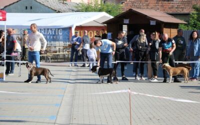 Nacionalna izložba pasa i ove godine u Đakovu