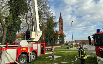 Na području Strossmayerovog perivoja i trga uklonjene prekobrojne ptičje vrste