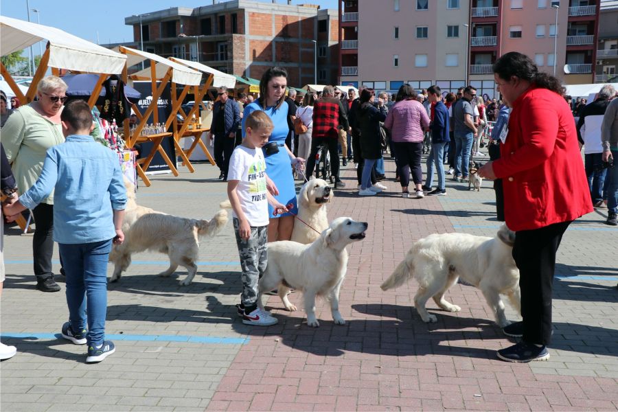 Na izložbi pasa u Đakovu 240 izlagača iz zemalja diljem Europe