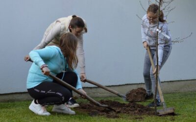Male Selčane iskusni vrtlari naučili saditi drveće