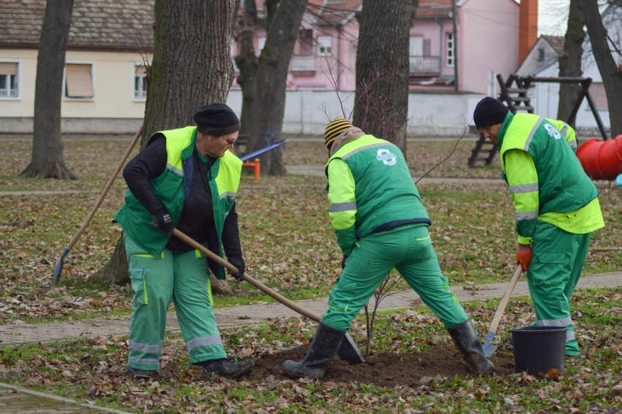 Na području Grada Đakova komunalci sade 1250 mladih stabala