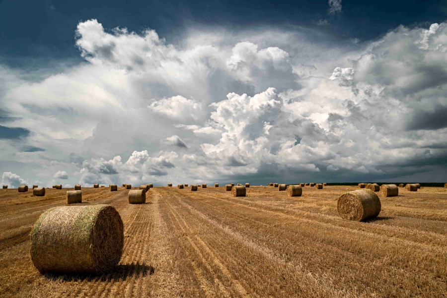 RuralFoto2025_Foto_RuralFoto_Dejan Adžić