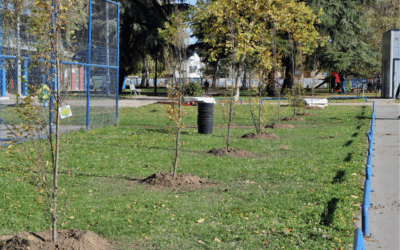 U Đakovu posađeno 19 sadnica običnog graba