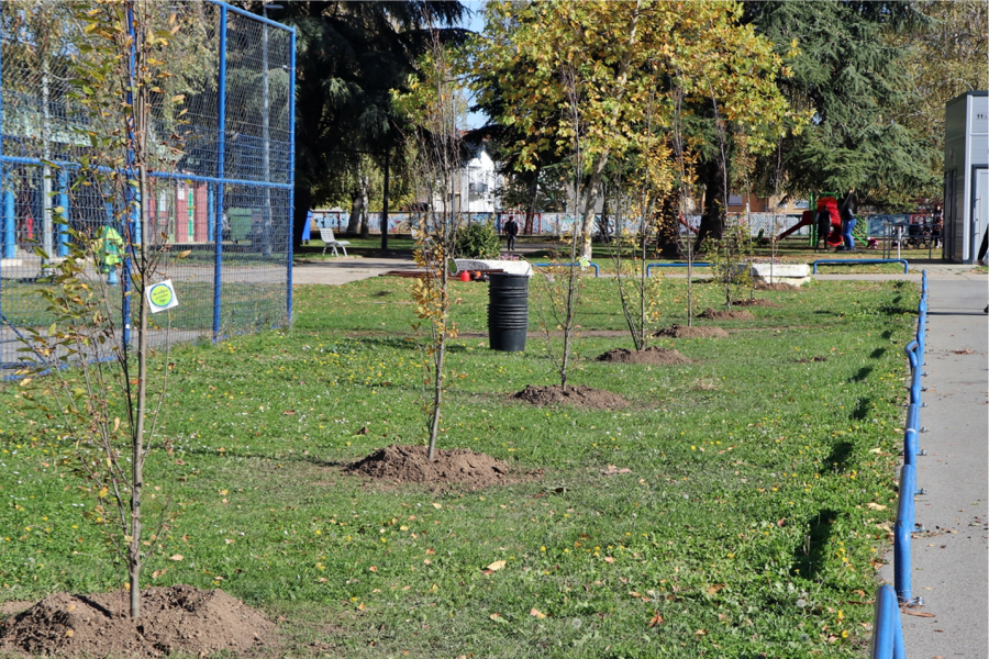 U Đakovu posađeno 19 sadnica običnog graba
