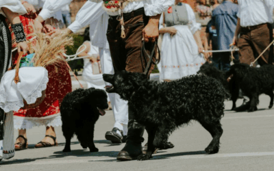 Hrvatski ovčar dobio status nematerijalnog kulturnog dobra u Republici Hrvatskoj
