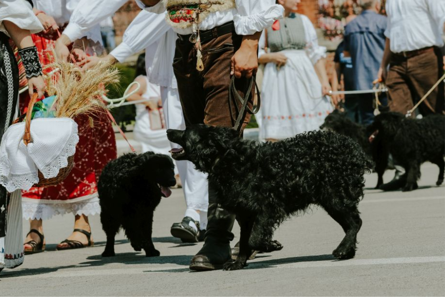 Hrvatski ovčar dobio status nematerijalnog kulturnog dobra u Republici Hrvatskoj