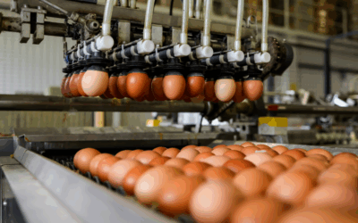 Milijardu jaja na Farmi koka nesilica Vuka