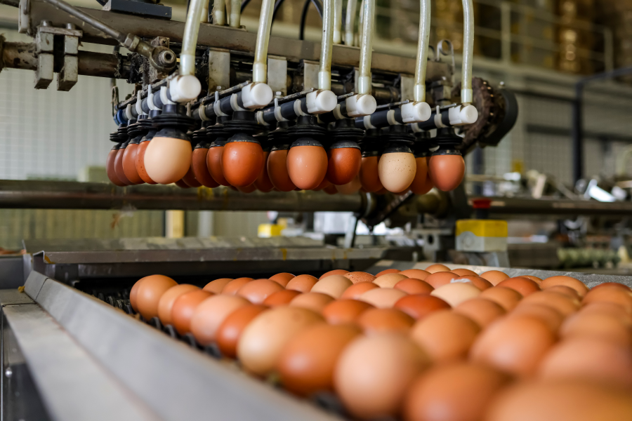 Milijardu jaja na Farmi koka nesilica Vuka