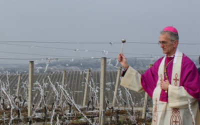 Mons. Ćurić blagoslovio nadbiskupijske vinograde i mlado vino u Trnavi