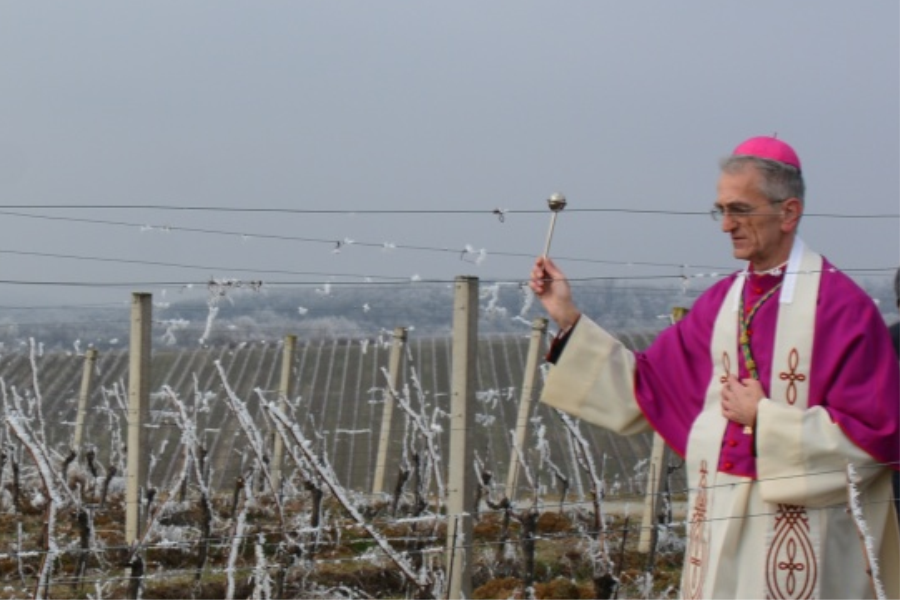 Mons. Ćurić blagoslovio nadbiskupijske vinograde i mlado vino u Trnavi
