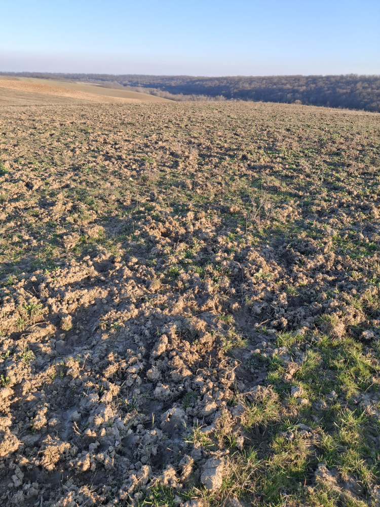 Njiva prerovana od divljih svinja