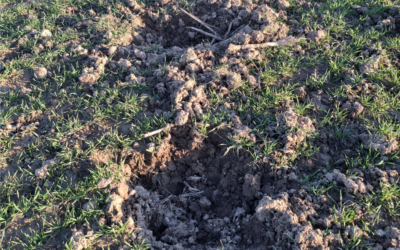 Poljoprivrednici, obiđite i pregledajte svoje njive jer divljač ne miruje ni u zimskom periodu