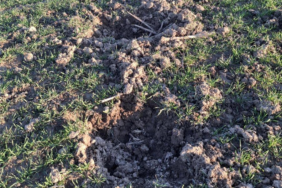 Poljoprivrednici, obiđite i pregledajte svoje njive jer divljač ne miruje ni u zimskom periodu