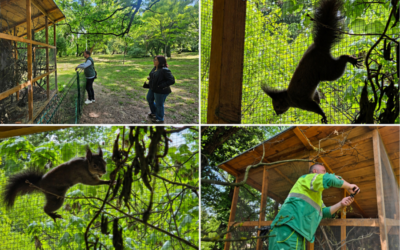 U Strossmayerov perivoj puštena treća ženka europske crvene vjeverice – predložite ime!
