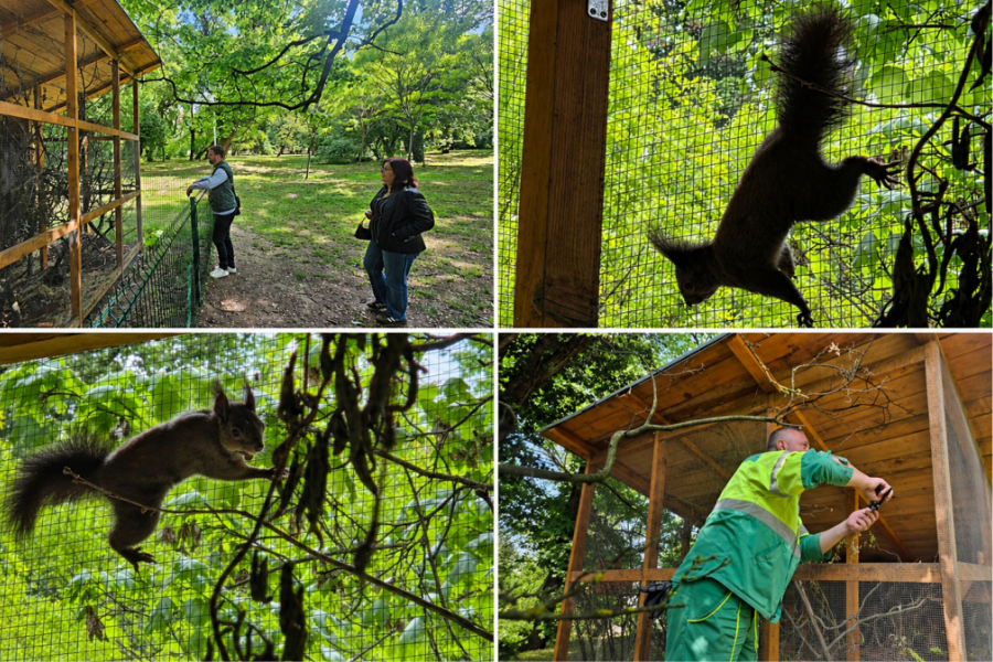 U Strossmayerov perivoj puštena treća ženka europske crvene vjeverice – predložite ime!