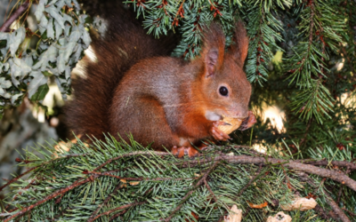 Peta vjeverica u Strossmayerovu perivoju – građani joj biraju ime!