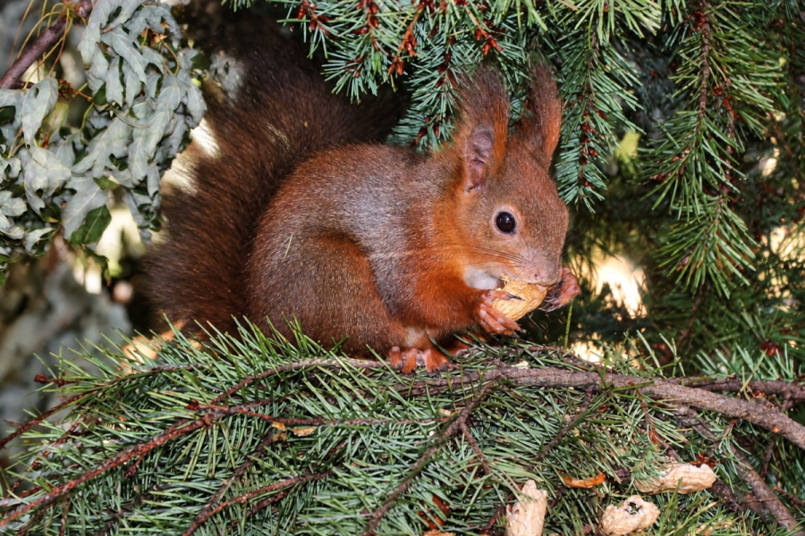 Peta vjeverica u Strossmayerovu perivoju – građani joj biraju ime!
