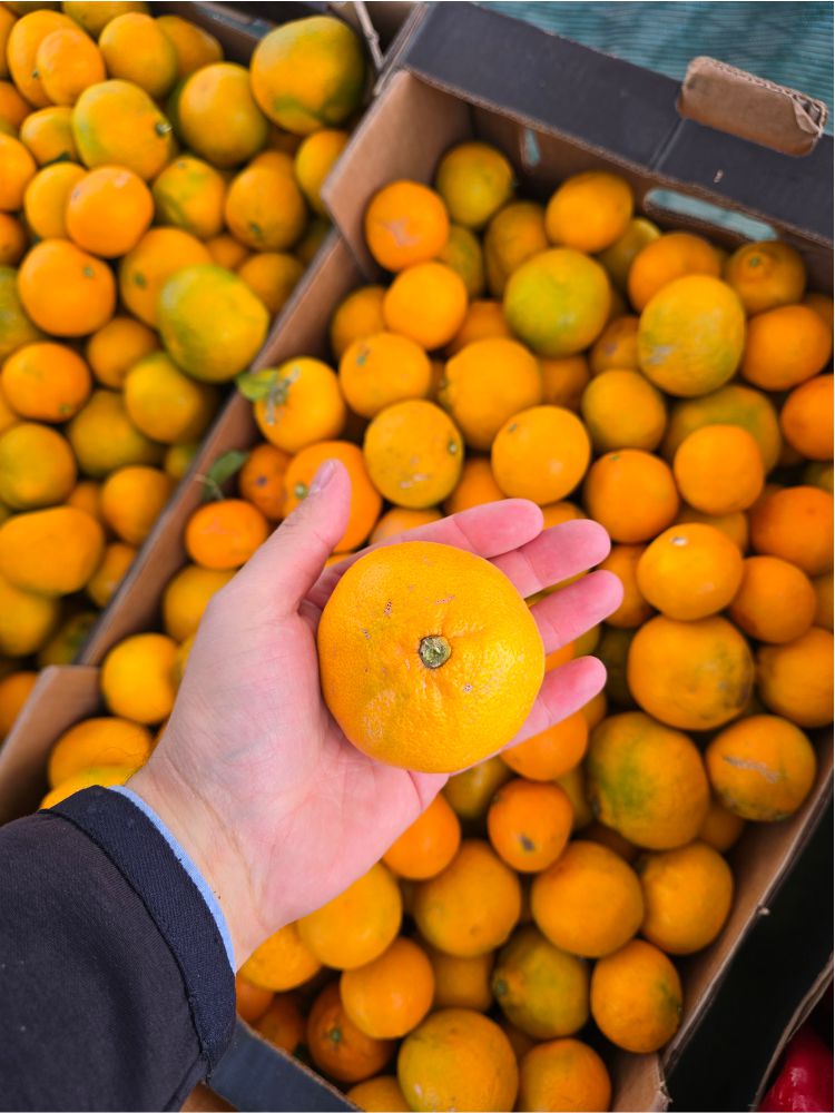 mandarine_nature_by_benjamin_djakovo_1_izvor_foto_goinfosdoo
