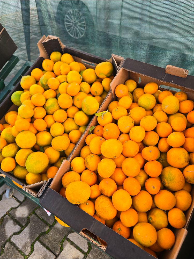 mandarine_nature_by_benjamin_djakovo_2_izvor_foto_goinfosdoo